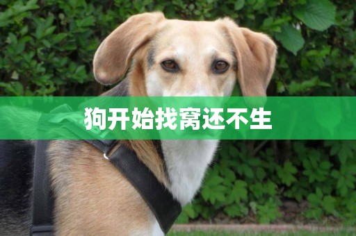 狗開始找窩還不生