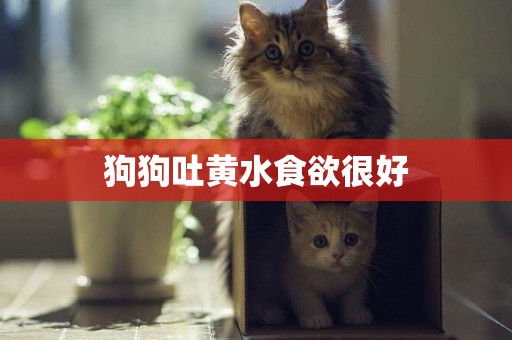 狗狗吐黃水食欲很好