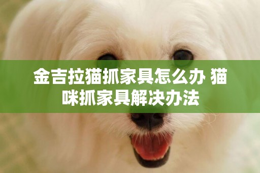 金吉拉貓抓家具怎么辦 貓咪抓家具解決辦法