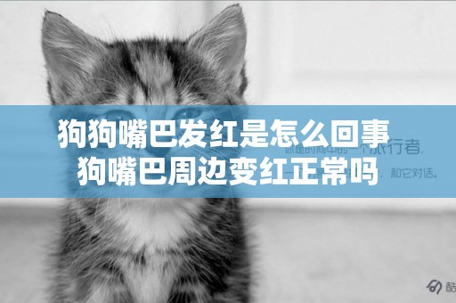 狗狗嘴巴發紅是怎么回事 狗嘴巴周邊變紅正常嗎