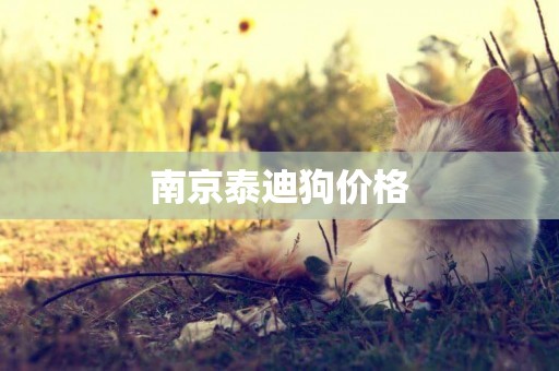 南京泰迪狗價格