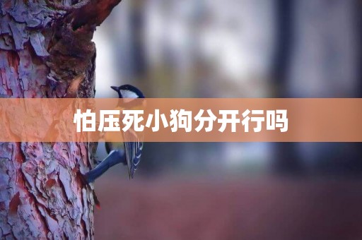 怕壓死小狗分開行嗎