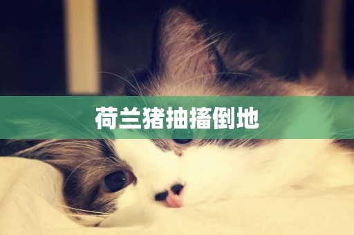 荷蘭豬抽搐倒地