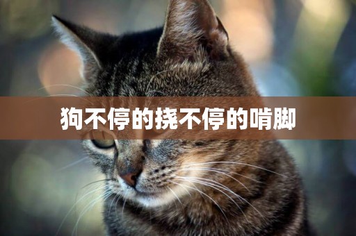 狗不停的撓不停的啃腳