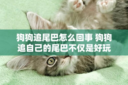 狗狗追尾巴怎么回事 狗狗追自己的尾巴不僅是好玩