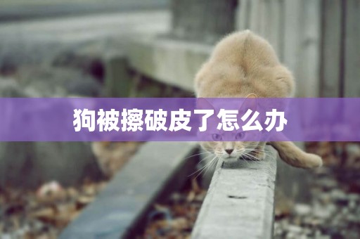 狗被擦破皮了怎么辦