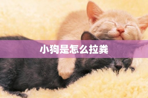 小狗是怎么拉糞