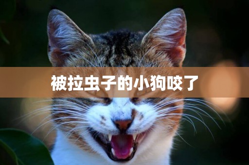 被拉蟲子的小狗咬了
