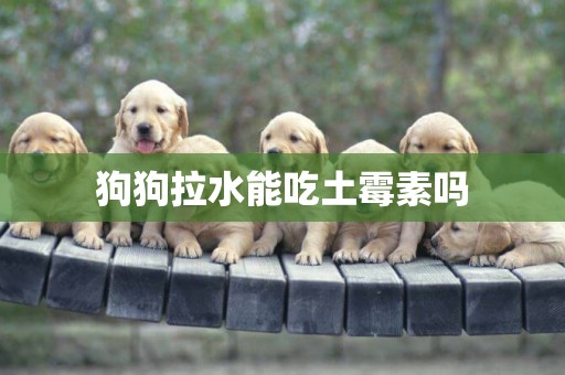 狗狗拉水能吃土霉素嗎