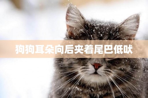 狗狗耳朵向后夾著尾巴低吠