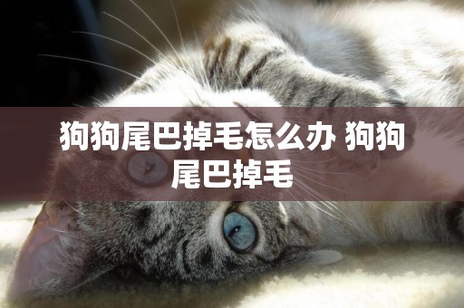 狗狗尾巴掉毛怎么辦 狗狗尾巴掉毛