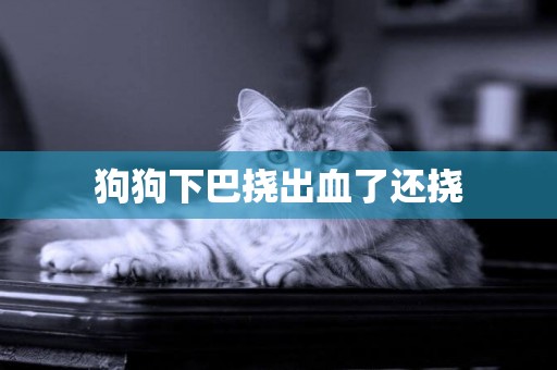 狗狗下巴撓出血了還撓