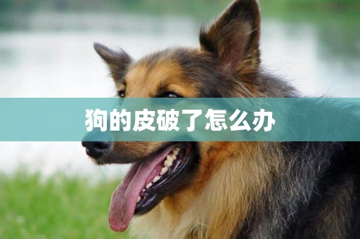 狗的皮破了怎么辦