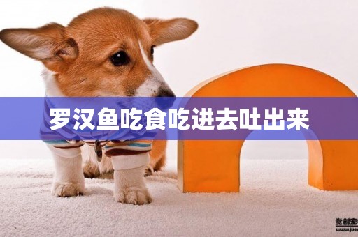 羅漢魚吃食吃進去吐出來