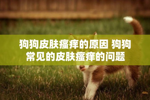 狗狗皮膚瘙癢的原因 狗狗常見的皮膚瘙癢的問題