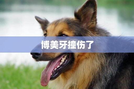 博美牙撞傷了
