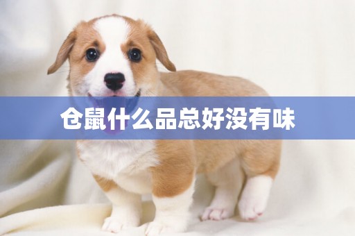 倉鼠什么品總好沒有味