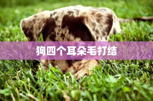 狗四個耳朵毛打結