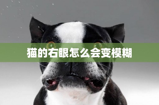 貓的右眼怎么會變模糊