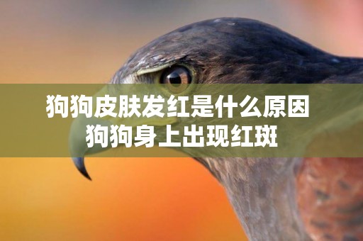 狗狗皮膚發紅是什么原因 狗狗身上出現紅斑