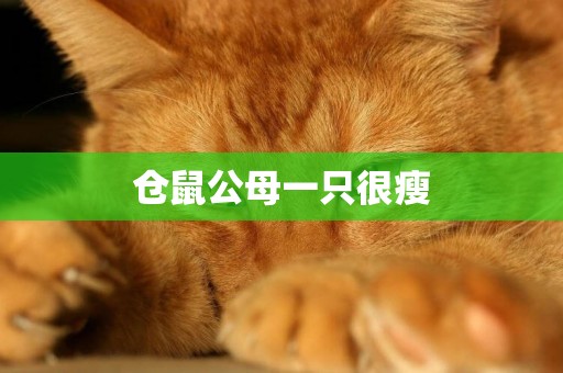 倉鼠公母一只很瘦