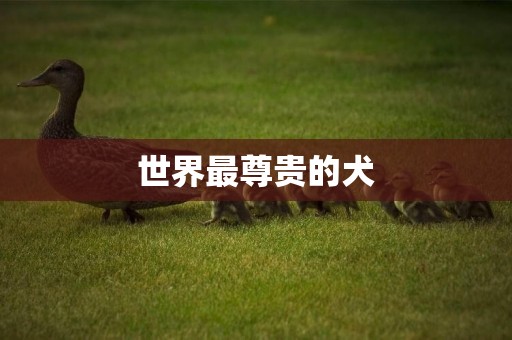 世界最尊貴的犬