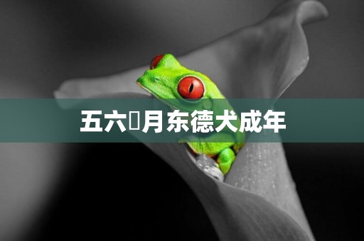 五六個月東德犬成年