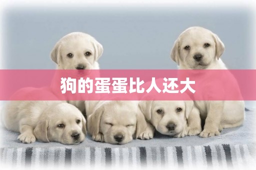 狗的蛋蛋比人還大