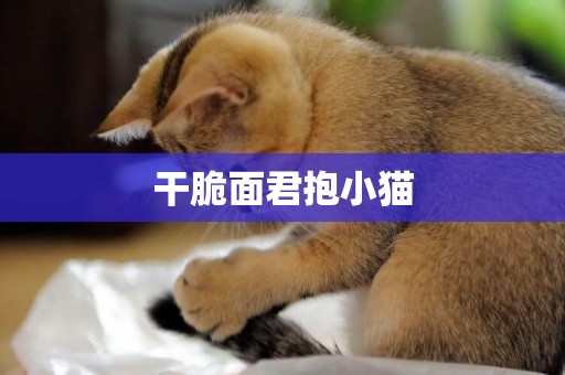 干脆面君抱小貓