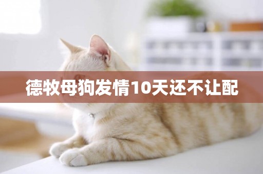德牧母狗發情10天還不讓配