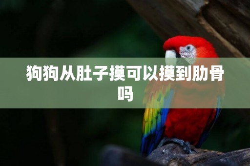 狗狗從肚子摸可以摸到肋骨嗎