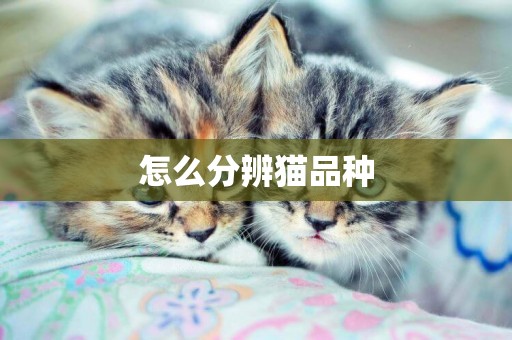 怎么分辨貓品種