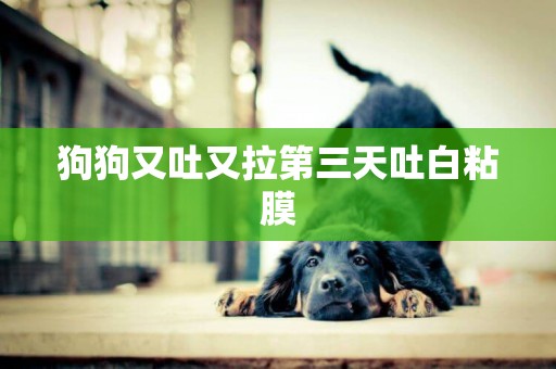 狗狗又吐又拉第三天吐白粘膜