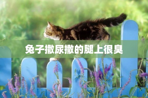 兔子撒尿撒的腿上很臭