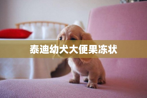 泰迪幼犬大便果凍狀