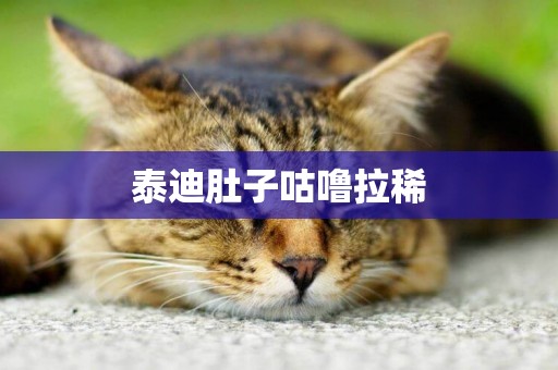 泰迪肚子咕嚕拉稀