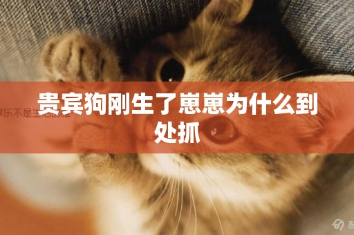 貴賓狗剛生了崽崽為什么到處抓