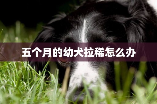 五個月的幼犬拉稀怎么辦