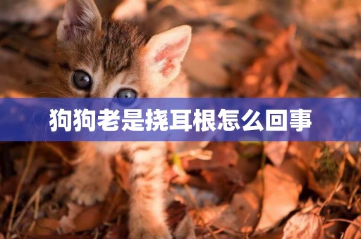 狗狗老是撓耳根怎么回事