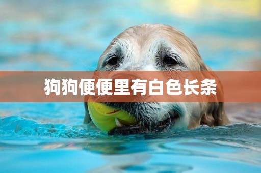 狗狗便便里有白色長條