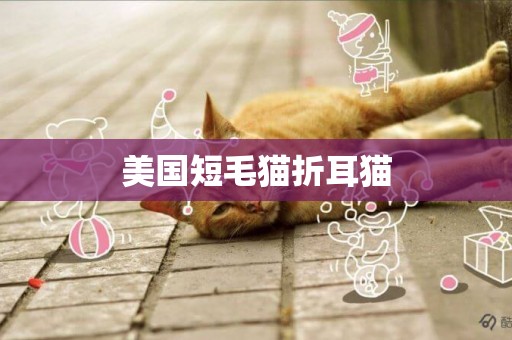 美國短毛貓折耳貓