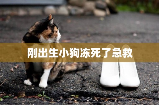剛出生小狗凍死了急救