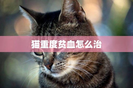 貓重度貧血怎么治