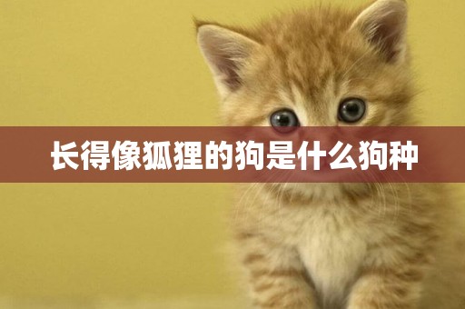 長得像狐貍的狗是什么狗種