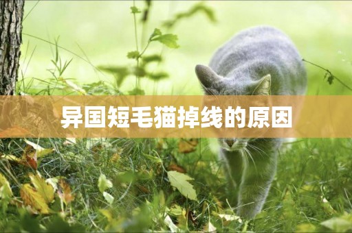 異國短毛貓掉線的原因