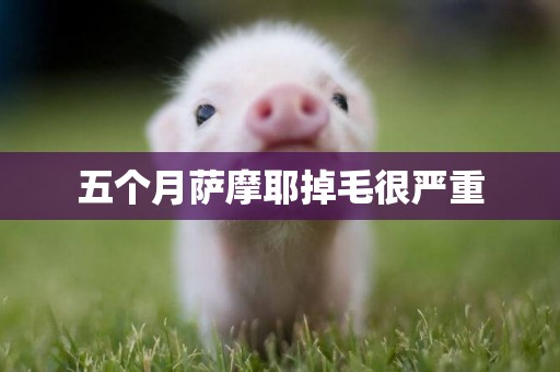 五個月薩摩耶掉毛很嚴重