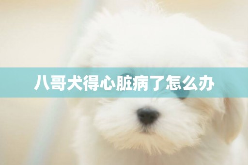 八哥犬得心臟病了怎么辦