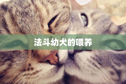 法斗幼犬的喂養