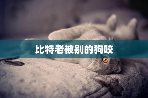 比特老被別的狗咬