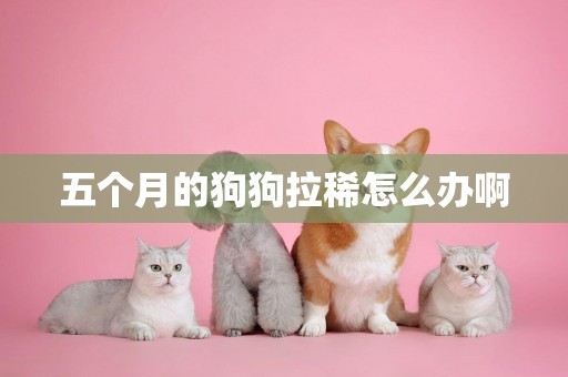 五個月的狗狗拉稀怎么辦啊